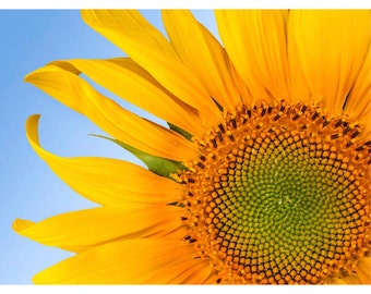 Sunflower: blank photo notecard. 5x7" frameable