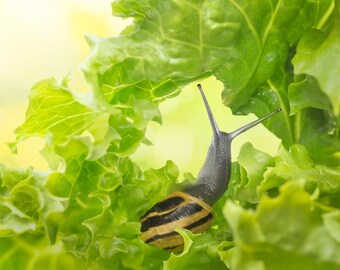 Snail print 8x10 nature animal photography image titled "Snail's Breakfast".