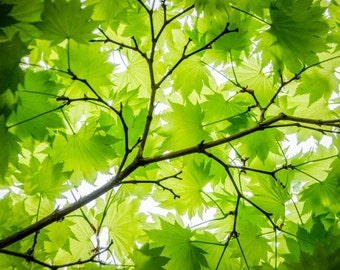 Leafy Branch: 8x10 fine art photograph.