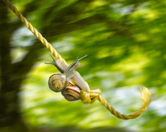 Snail photography 8x10 fun animals fine art print titled "Swinging Snails".