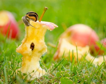 Snail Animal photography 8x10 nature art photo print of snail eating apple titled "Snail's Lunch".