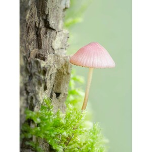 Tree Climber Mushroom: photography blank notecard - 5x7" frameable