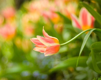 Spring Tulip: 8x10 flower photography print.