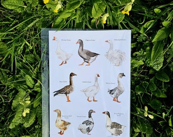 Geese breeds! Sketch A4 print