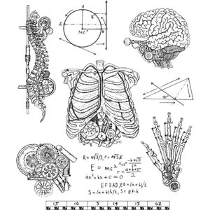 Kikkerland DIY Human Body Anatomy Stamp Set, 21 PC