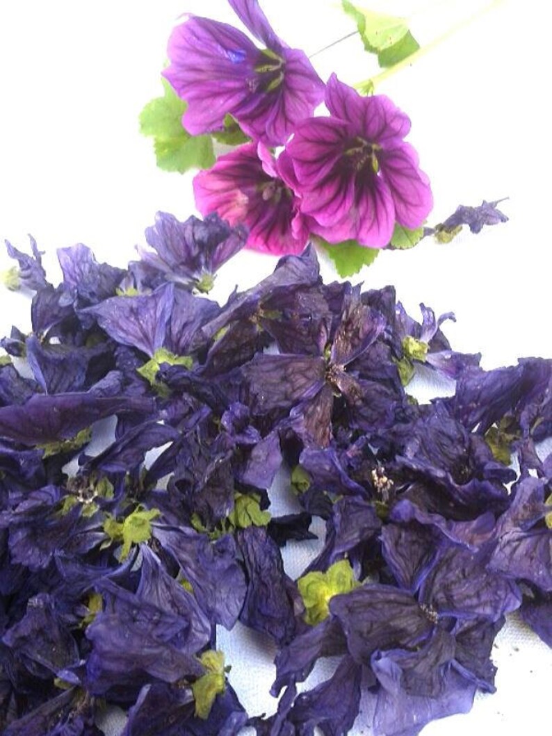 Blue mallow flowers malva sylvestris dried | Etsy