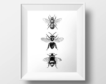 Bee Print, Insect Print, Bumblebee, Honeybee Poster, Vintage Illustration 8x10 11x14 16x20 18x24 24x30 Entomology, Black White Minimalist