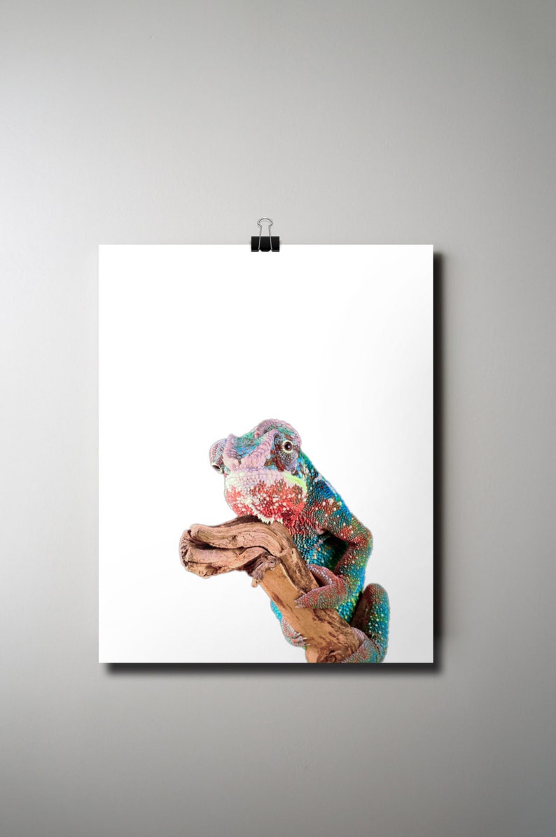 Chameleon Print 16x20 Poster INSTANT DOWNLOAD Reptile Printable Exotic Animal Photography Digital Download Photography Print Animal Art