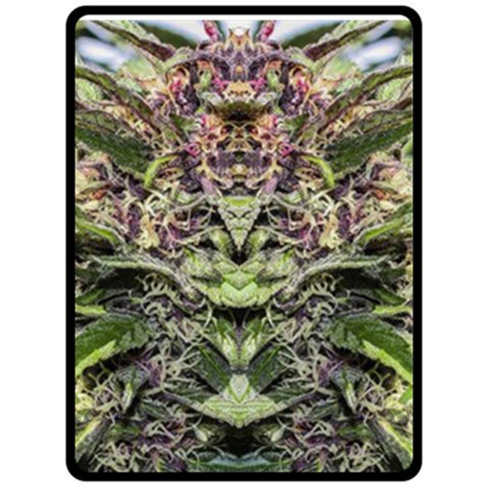 Fleece Blanket Marijuana Blanket in Purple Goo Marijuana Etsy