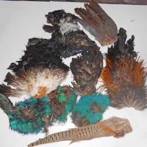 Mixed lot of Pheasant parts of differnt Exotic species and Peacock parts.