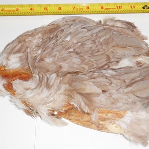 Pelle di uccello grigio sconosciuta. Potrebbe essere fagiano, quaglia, pernice.