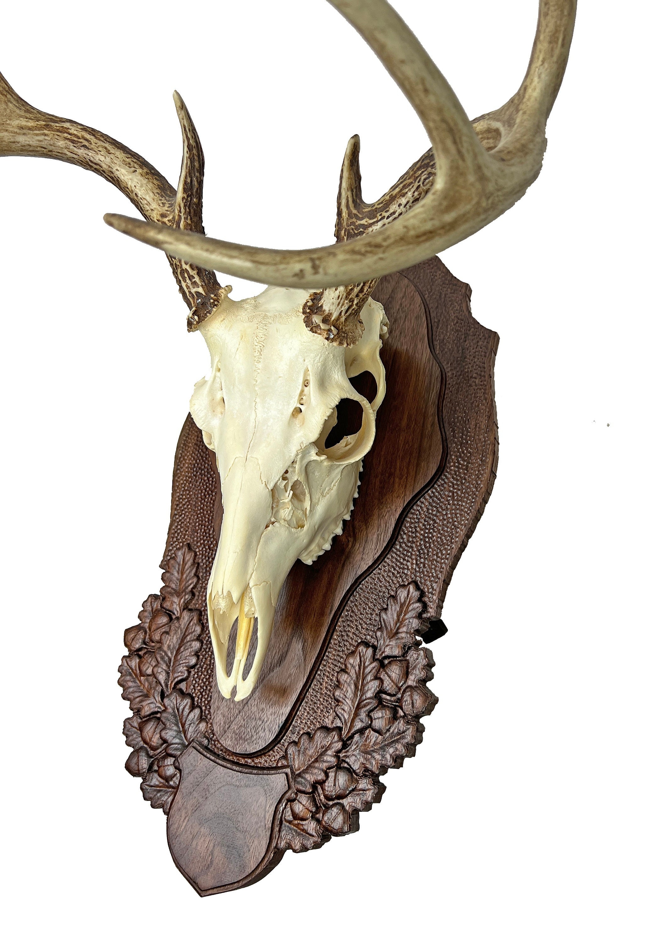 蝦夷鹿hunting trophy（deer skull） Metalized Bronze,Copper and turquoise patina European Elk Skull