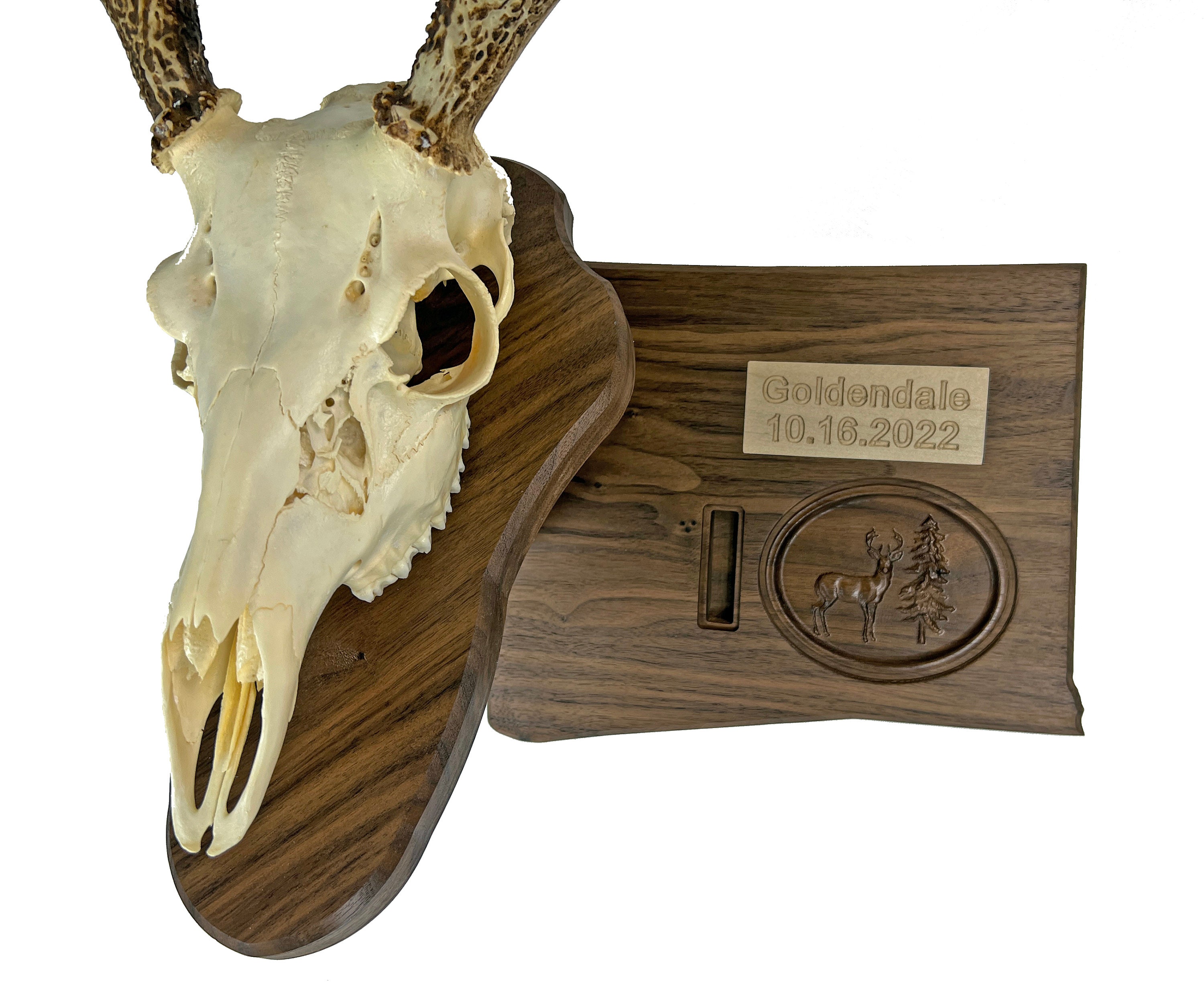 Replica Tufted Deer Skull For Sale — Skulls Unlimited