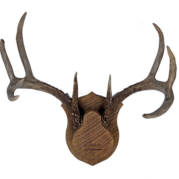 Antler Plaque Etsy