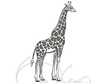 MACHINE EMBROIDERY DESIGN Giraffe Embroidery 7x5 Giraffe Design