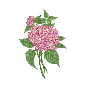 May include: A pink hydrangea flower with green leaves. The flower is in bloom and has a delicate, feminine appearance.