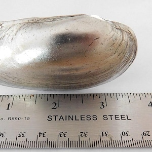 Clam Shell Cabinet Knob, Coastal Drawer Pull, Beach Decor Handle, Seashell Furniture Knob, Antique Silver, Bathroom & Kitchen Hardware, 1pc