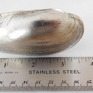 Clam Shell Cabinet Knob, Coastal Drawer Pull, Beach Decor Handle, Seashell Furniture Knob, Antique Silver, Bathroom & Kitchen Hardware, 1pc