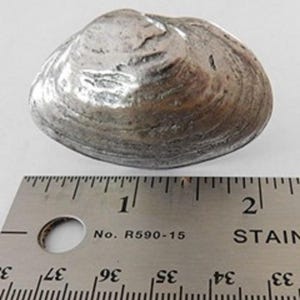 Clam Shell Cabinet Knob, Drawer Pull, Cabinet Handle, 1pc, Antique Silver