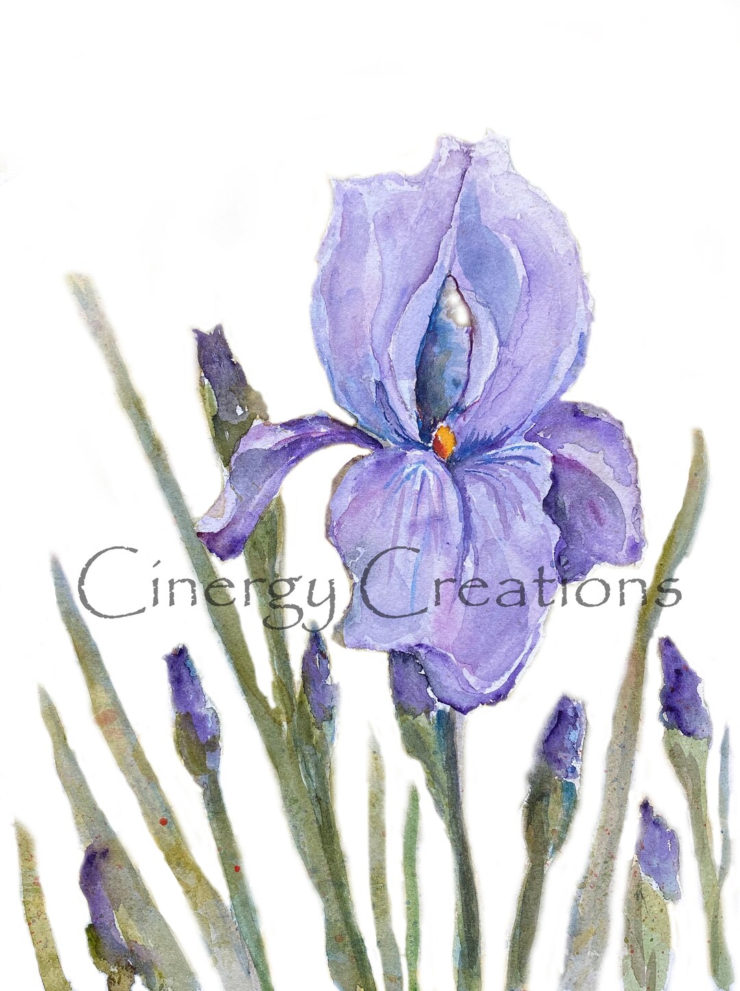 Spring Splendor Iris Iris Flower Watercolor Painting Art Print: Spring Splendor, 8x10 Matted ...