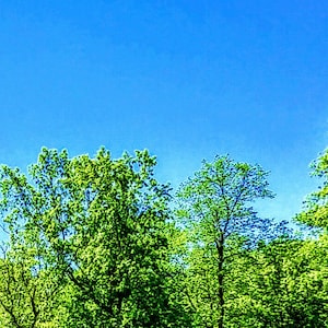 May include: A vibrant image of a bright blue sky above lush green treetops. The leaves are a vivid green, creating a contrast with the clear blue sky. The scene evokes a sense of nature and the outdoors.