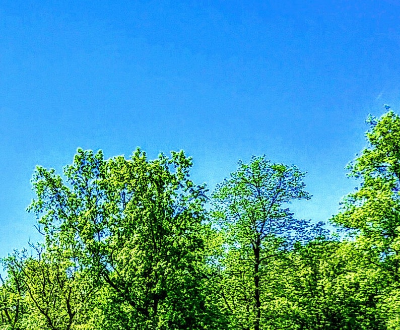 Puede incluir: Un cielo azul brillante sobre copas de &aacute;rboles verdes exuberantes. Las hojas son de un verde vivo, creando un contraste con el cielo azul claro. La escena evoca una sensaci&oacute;n de naturaleza y actividades al aire libre.