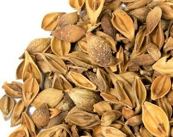 Forsythia Fruit Etsy