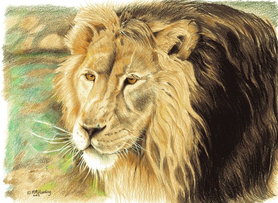 Asiatic Lion line art | Camping art, Line art, Animal illustration