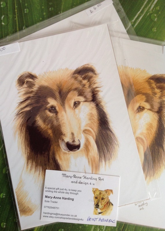 Collie Wydruk Collie Pies Portret Collie Pet Wydrukować Pies Kochanka Prezent Surowca Owczarek Collie Rozmiar A5