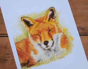 Sleeping Fox Illustration Print