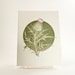 see more listings in the Cartões tipográficos de flores section