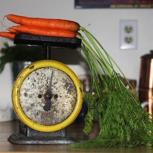 Columbia Family Scale Black and Yellow Kitchen Scale