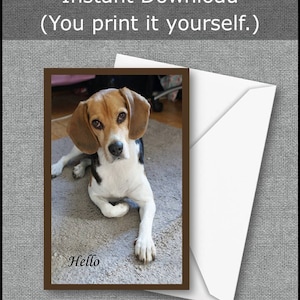Tarjeta de felicitación imprimible PERRO HOLA Beagle Tarjeta de cumpleaños Gracias Nota Descarga instantánea Pensando en su tarjeta Obtener bien Tarjeta Falta su tarjeta