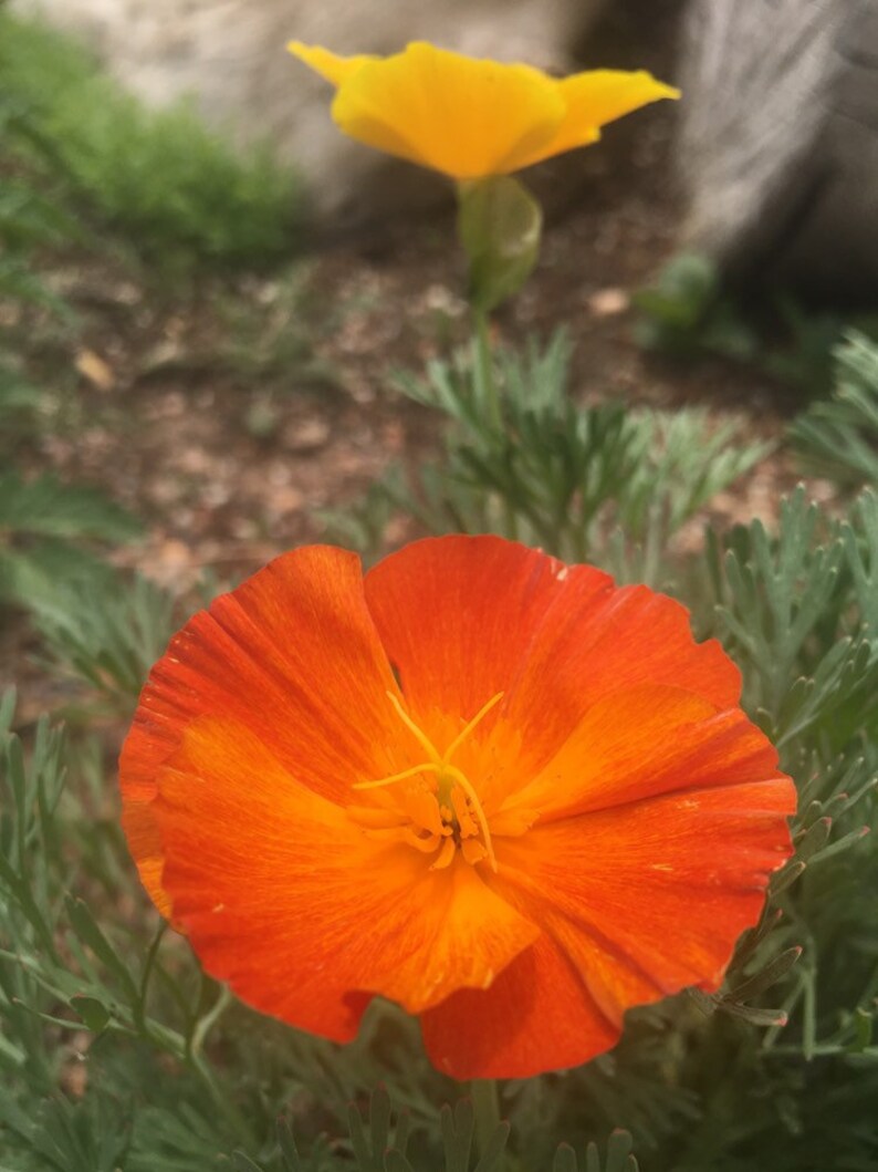 California Poppy Seeds in Bulk Perennial Native to North Etsy