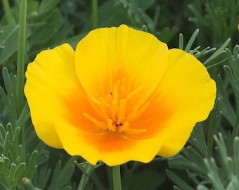 California poppy seeds in bulk | Perennial native to North America mixed color flower