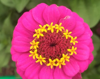 Zinnia seeds | medium size flowers | good for honey bees