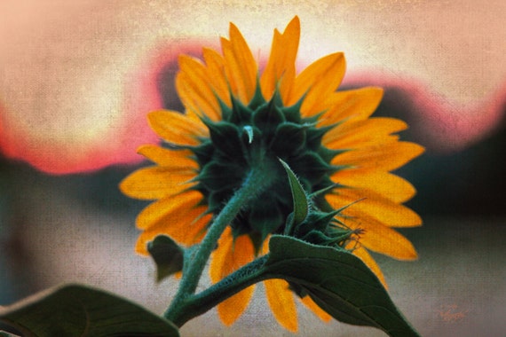 Items similar to Yellow Fall Sunflower, Digital Art Print, Flower ...