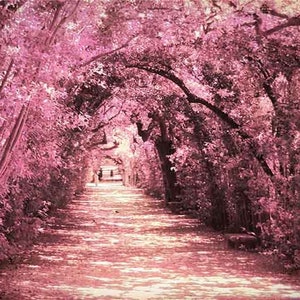 Springtime Flower Photography, Pink Cherry Blossom Print, Cottage Chic Wall Art, Boboli Gardens, Pink, Beige, Gift for Her