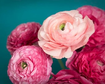 Impressão de ranúnculo, arte de parede de flores, fotografia de flores, presente para ela, arte de parede floral, decoração chique de casa de campo, flores cor de rosa, rosas de inverno