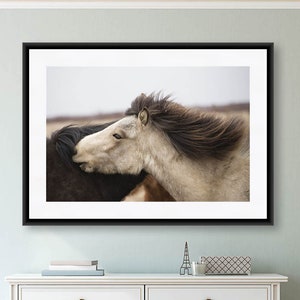 Pferde Fotografie, Island Fotografie, Pferd Kunstdruck, Island Kunst, Tierfotografie, Zwei Pferde, Naturdruck