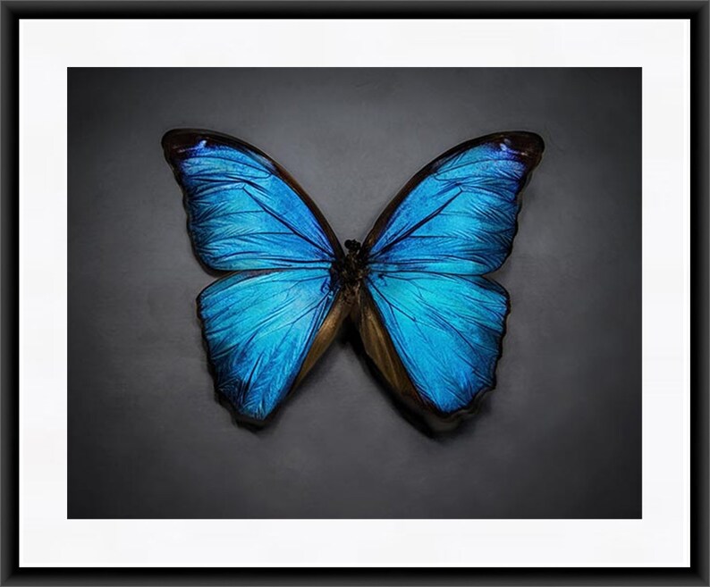 Butterfly Print, Butterfly Art, Blue Butterfly Wall Art, Azure, Sapphire, Gray, Home Decor image 3