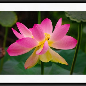 May include: A pink and yellow lotus flower with a green background. The flower is in full bloom and has a delicate, feminine appearance.