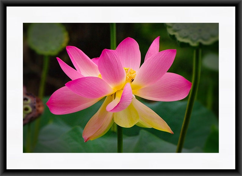 May include: A pink and yellow lotus flower with a green background. The flower is in full bloom and has a delicate, feminine appearance.