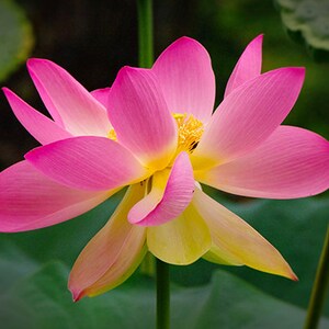 May include: A pink and yellow lotus flower with delicate petals, blooming in a lush green garden.