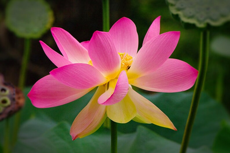 May include: A pink and yellow lotus flower with delicate petals, blooming in a lush green garden.