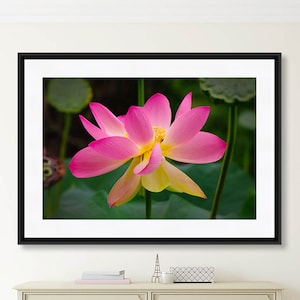 Fotografía de flores, flor de loto rosa, fotografía de la naturaleza, arte de la pared para ella, arte de la pared del dormitorio