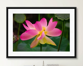 Fotografia de flores, flor de lótus rosa, fotografia da natureza, arte de parede para ela, arte de parede de quarto