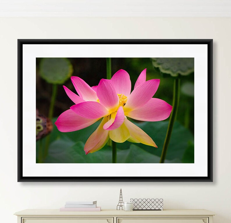 May include: A pink and yellow lotus flower in bloom with green leaves in the background.