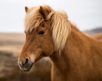 Icelandic Horse Print, Iceland Photography, Horse Art, Animal Art, Equestrian Art, Iceland Art