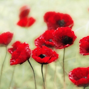 K&ouml;nnte beinhalten: Ein Feld mit roten Mohnblumen in voller Bl&uuml;te, mit einem weichen, verschwommenen Hintergrund. Die Mohnblumen befinden sich in verschiedenen Bl&uuml;hstadien, einige sind vollst&auml;ndig ge&ouml;ffnet, andere noch in Knospen.